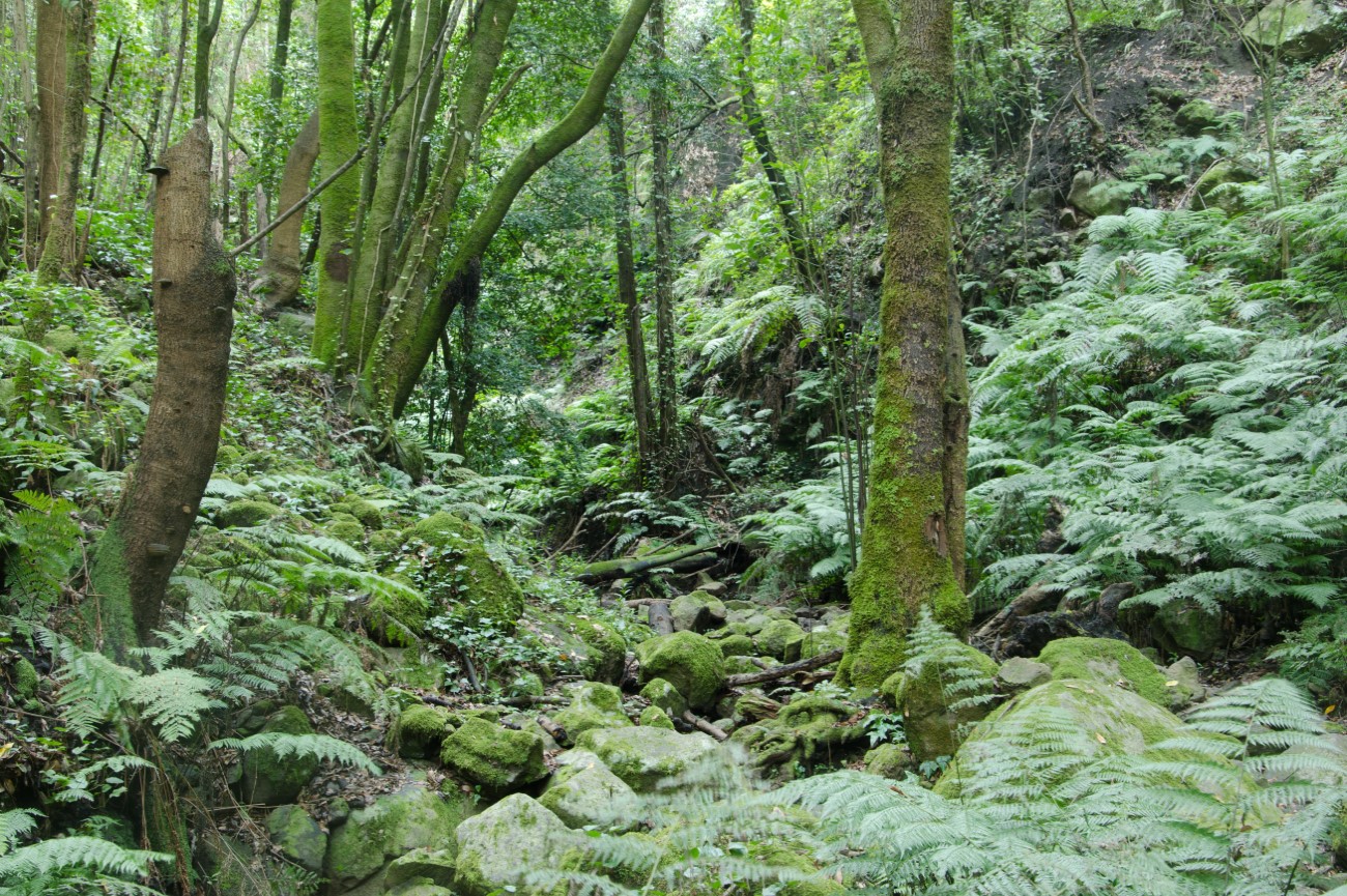 The laurel forest in Cubo de La Galga, La Palma, Canary Islands, Spain