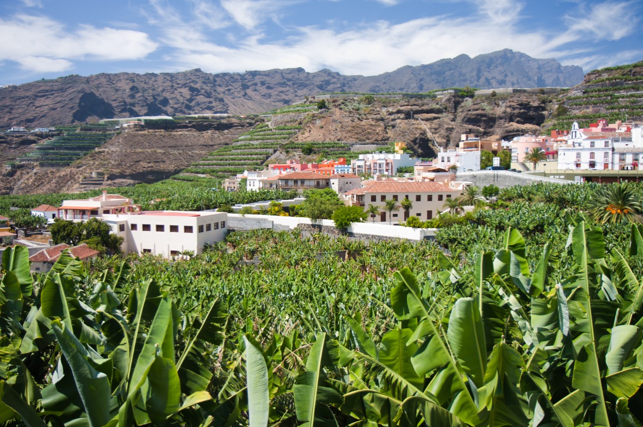 Banana plantation at Tazacorte, La Palma, Canary Islands