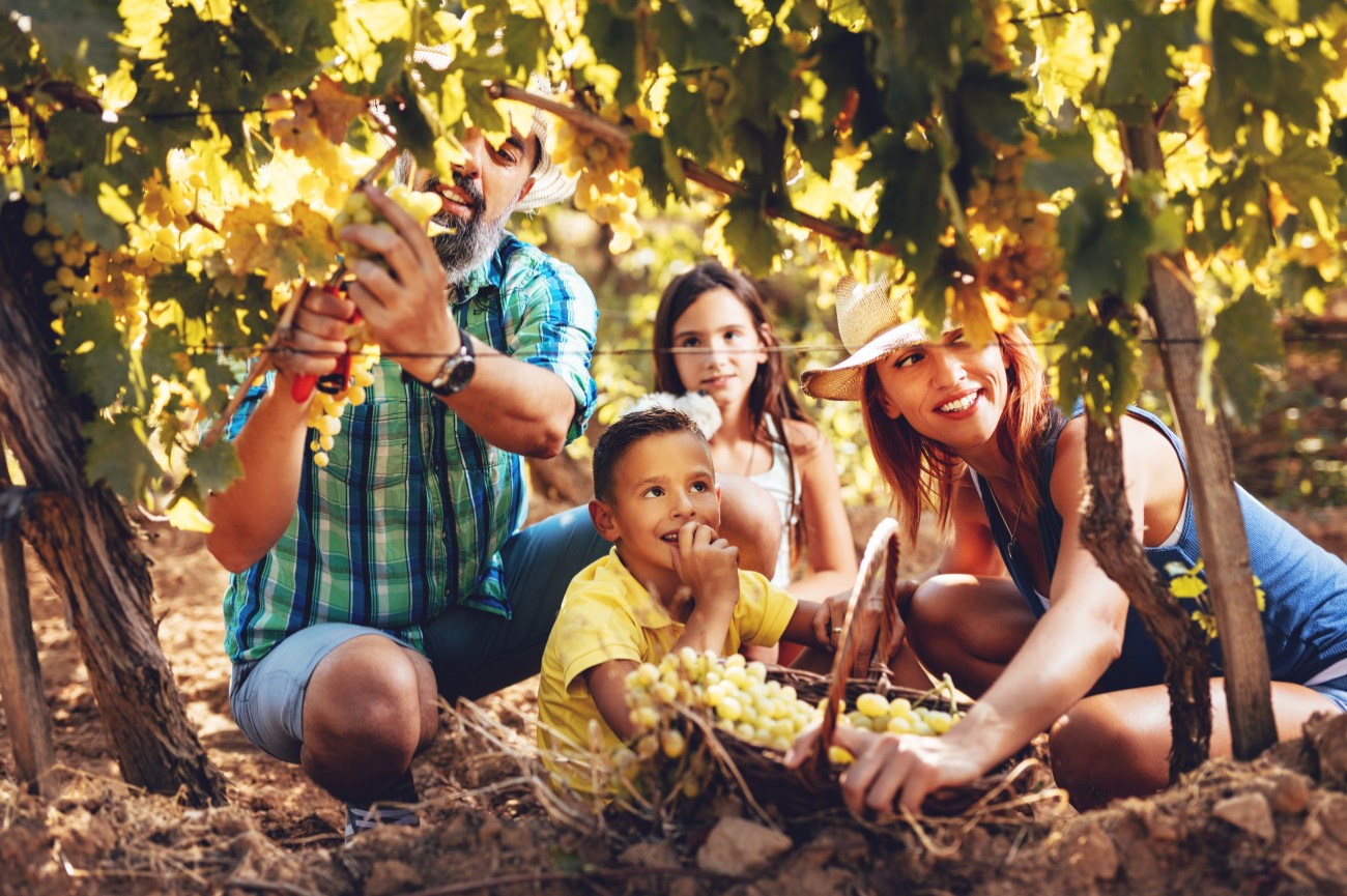 You can enjoy with your kids grape harvesting and treading,while visiting the Rioja region in Spain