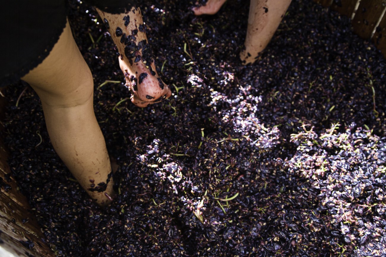 The traditional grape stomping during Rioja Wine Harvest Festival, Logrono, Spain