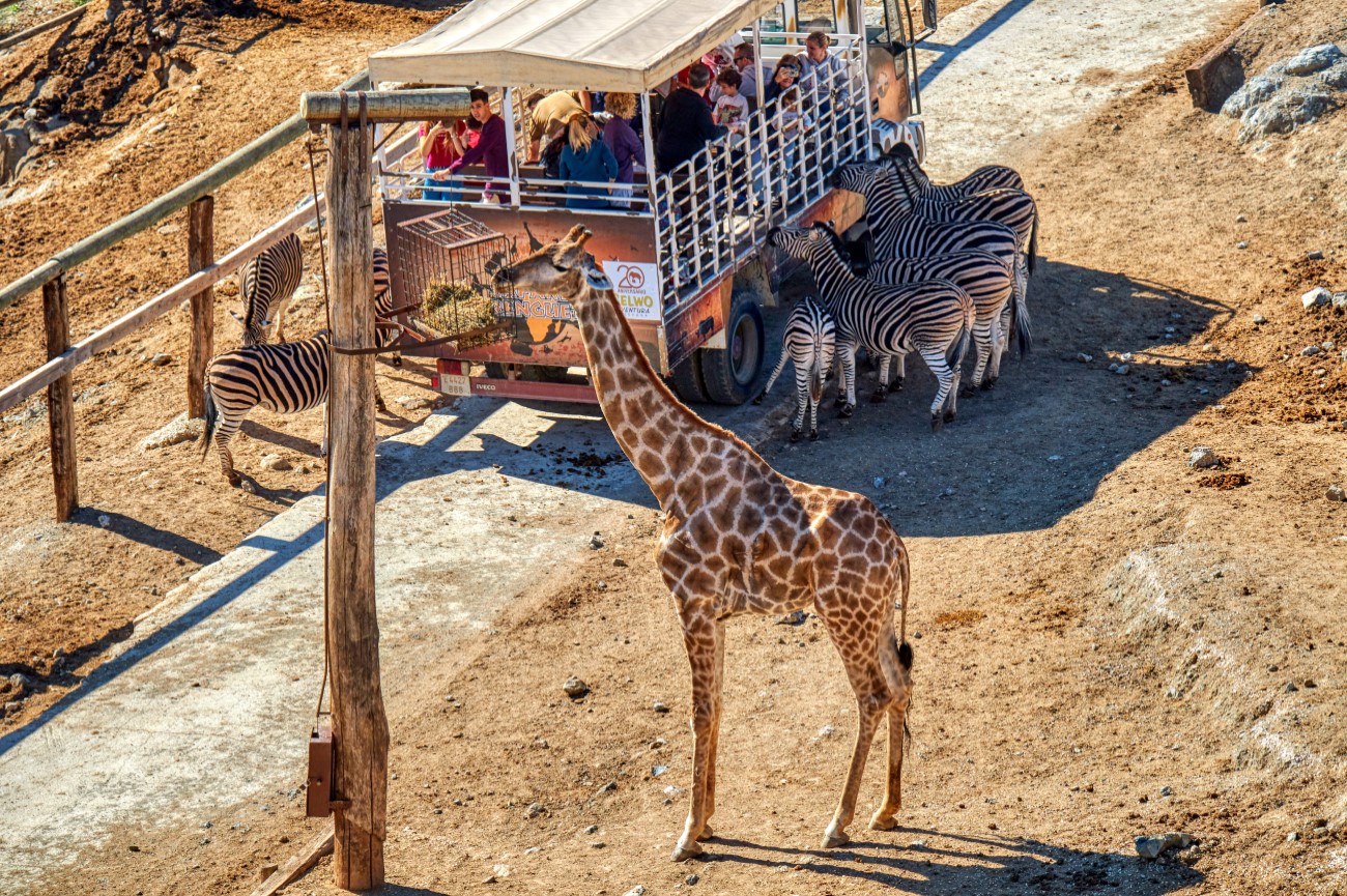 safari malaga photos