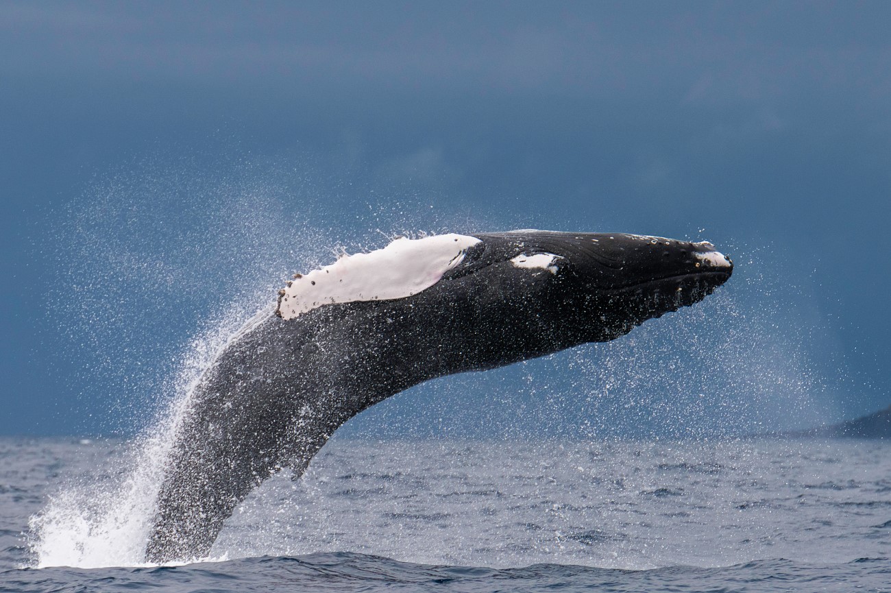 whale watching tours azores